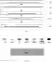 Fig. 02 - VERTICALLY ALIGNED CARBON NANOTUBE BASED STRAIN SENSOR
