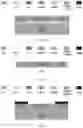 Fig. 04 - VERTICALLY ALIGNED CARBON NANOTUBE BASED STRAIN SENSOR