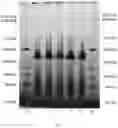 Fig. 02 - SOLUBLE RAPESEED PROTEIN ISOLATE
