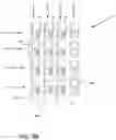 Fig. 04 - Column interchangeable demultiplexer structure in displays