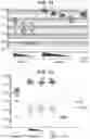 Fig. 07 - Immunisation of large mammals with low doses of RNA