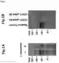 Fig. 02 - SCREENING METHOD FOR TELOMERASE REVERSE TRANSCRIPTASE (TERT) PHOSPHORYLATION INHIBITORS