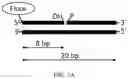 Fig. 06 - ATP-DEPENDENT DNA LIGASE