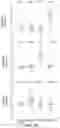 Fig. 07 - IN VIVO mRNA DISPLAY: LARGE-SCALE PROTEOMICS BY NEXT GENERATION SEQUENCING
