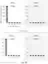 Fig. 08 - ENGINEERED BACTERIA AND METHODS OF PRODUCING SUSTAINABLE BIOMOLECULES