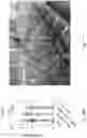 Fig. 35 - ENGINEERED BACTERIA AND METHODS OF PRODUCING SUSTAINABLE BIOMOLECULES