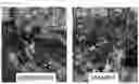 Fig. 13 - METHOD FOR ENHANCING CHARACTERISTICS OF PLANT