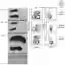Fig. 08 - Selective immunodepletion of endogenous stem cell niche for engraftment
