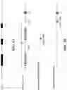 Fig. 06 - Genetically modified non-human animals with common light chain immunoglobulin locus