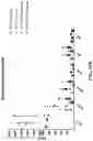 Fig. 33 - Genetically modified non-human animals with common light chain immunoglobulin locus