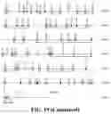 Fig. 40 - Genetically modified non-human animals with common light chain immunoglobulin locus