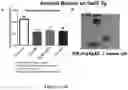 Fig. 11 - IMMUNOTHERAPEUTIC MODULATION OF AMYLOIDOGENIC DISEASE USING NON-FIBRILLOGENIC, NON-AMYLOIDOGENIC POLYMERIZED PROTEINS AND PEPTIDES