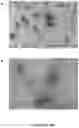 Fig. 12 - IMMUNOTHERAPEUTIC MODULATION OF AMYLOIDOGENIC DISEASE USING NON-FIBRILLOGENIC, NON-AMYLOIDOGENIC POLYMERIZED PROTEINS AND PEPTIDES