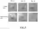 Fig. 06 - Probiotic culture and use thereof