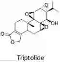 Fig. 01 - Toll-Like Receptor 8 (TLR8)-Specific Antagonists and Methods of Making and Uses Thereof