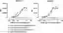 Fig. 01 - Antibodies binding to CD30 and CD3