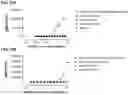 Fig. 41 - Antibodies binding to CD30 and CD3