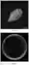 Fig. 04 - -mediated genetic transformation method for sea barleygrass