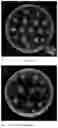 Fig. 06 - -mediated genetic transformation method for sea barleygrass
