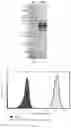 Fig. 02 - PHARMACEUTICAL COMPOSITION, PREPARATION METHOD THEREFOR AND USE THEREOF