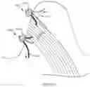 Fig. 23 - METHOD OF SOFT ANCHOR KNOTLESS REPAIR