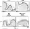 Fig. 09 - COMPOSITIONS AND METHODS FOR IMPROVING THE APPEARANCE OF SKIN