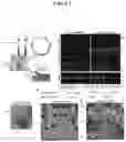 Fig. 02 - GENE THERAPY
