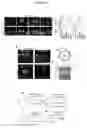 Fig. 06 - GENE THERAPY
