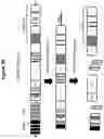 Fig. 06 - METHODS OF DETERMINING GENE EDITING EFICIENCIES IN CELLS