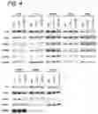 Fig. 06 - miRNA-193a for Promoting Immunogenic Cell Death