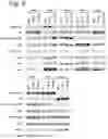 Fig. 07 - miRNA-193a for Promoting Immunogenic Cell Death
