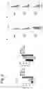 Fig. 10 - miRNA-193a for Promoting Immunogenic Cell Death