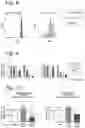 Fig. 12 - miRNA-193a for Promoting Immunogenic Cell Death
