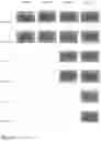 Fig. 07 - Antimicrobial and/or epithelial cell growth stimulating substance and composition and tissue dressing material