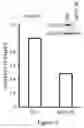 Fig. 07 - EPLIN AS A BIOMARKER FOR CANCER