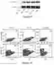 Fig. 05 - TARGETING ABCB5 IN GLIOBLASTOMA MULTIFORME