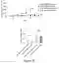 Fig. 09 - TARGETING ABCB5 IN GLIOBLASTOMA MULTIFORME