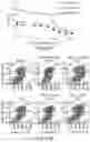 Fig. 11 - TARGETING ABCB5 IN GLIOBLASTOMA MULTIFORME