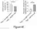 Fig. 13 - TARGETING ABCB5 IN GLIOBLASTOMA MULTIFORME