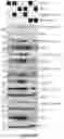 Fig. 18 - TARGETING ABCB5 IN GLIOBLASTOMA MULTIFORME