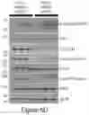 Fig. 19 - TARGETING ABCB5 IN GLIOBLASTOMA MULTIFORME