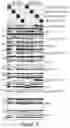 Fig. 22 - TARGETING ABCB5 IN GLIOBLASTOMA MULTIFORME