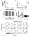 Fig. 02 - Activation and Expansion of T Cell Subsets Using Biocompatible Solid Substrates with Tunable Rigidity