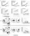 Fig. 04 - Activation and Expansion of T Cell Subsets Using Biocompatible Solid Substrates with Tunable Rigidity