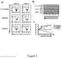 Fig. 08 - Activation and Expansion of T Cell Subsets Using Biocompatible Solid Substrates with Tunable Rigidity