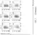 Fig. 06 - BINDING PROTEINS SPECIFIC FOR RAS NEOANTIGENS AND USES THEREOF