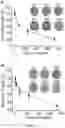 Fig. 32 - FUSION PROTEIN AND METHOD OF DETECTING BACTERIA HAVING PSEUDAMINIC ACID