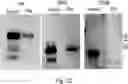 Fig. 16 - Use of Immune Suppressive Domains as Medicaments