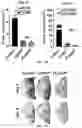 Fig. 22 - METHODS OF AND APPARATUS FOR TREATMENT WITH FLASH RADIOTHERAPY