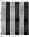 Fig. 28 - GENE INTERFERENCE VECTOR- AND IRON NANOPARTICLE-BASED COMPOSITION FOR KILLING CANCER CELLS, AND USE THEREOF